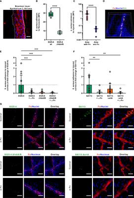 Key Role of Staphylococcal Fibronectin-Binding Proteins During the Initial Stage of Staphylococcus aureus Keratitis in Humans